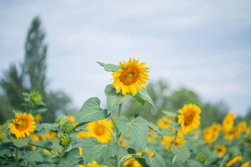 AZERBAIJAN 2024. Sunflower field
